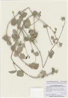 藏品(賽芻豆)的圖片